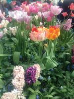 Garden of Tulips and Other Assorted Flowers