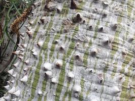 Grey and Green Bumps