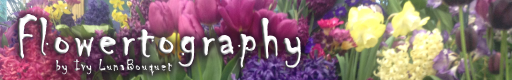 Flowertography - Framed Flower Photos